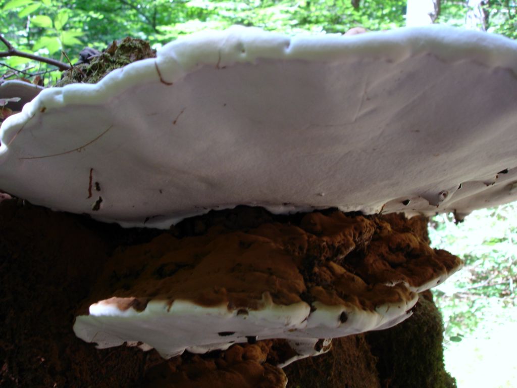 Ganoderma lipsiense? (Ganoderma sp.)